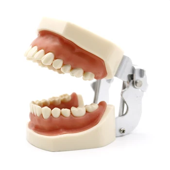 Имплантируемая Зубная модель Зубов С восстановительным мостовидным протезом Мягкие Десны Зубной врач-стоматолог Для протезирования Научный Обучающий инструмент